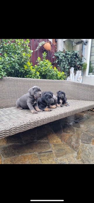 Кане корсо ферментино с родословие