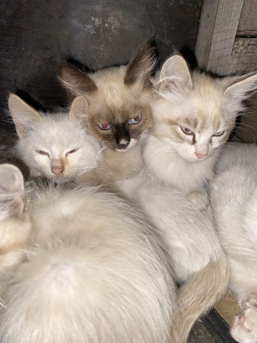Котенки ищет хозяев.