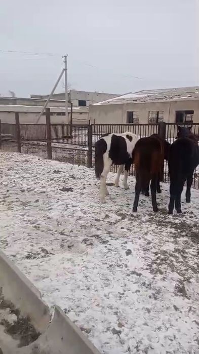 Тайлар,жабагы, лошади