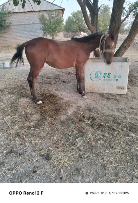 Тай сатылады семіз