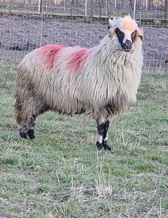 Oaie stramioara de vanzare