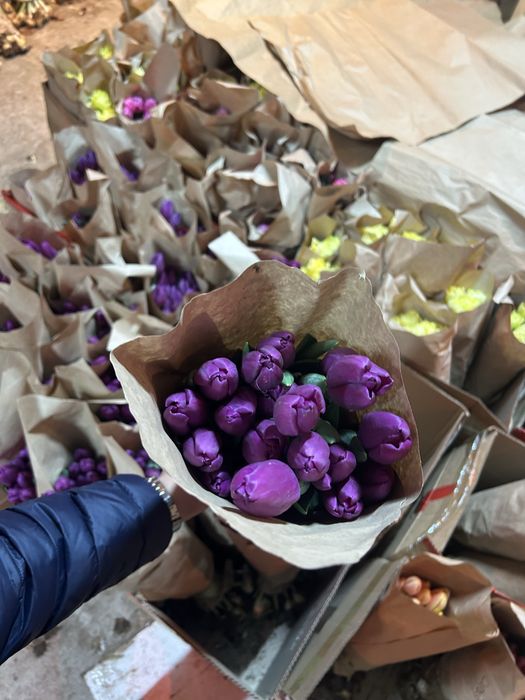 Тюльпаны оптом/розница (Принимаем предзаказы на тюльпаны)