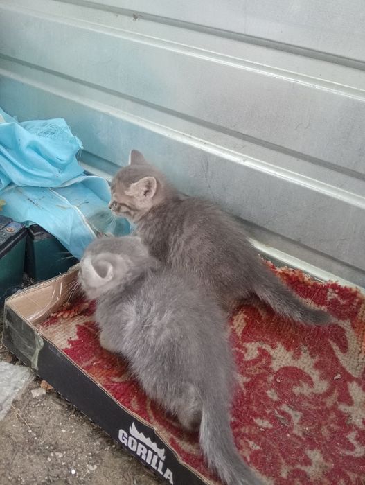 Катята в добрые руки