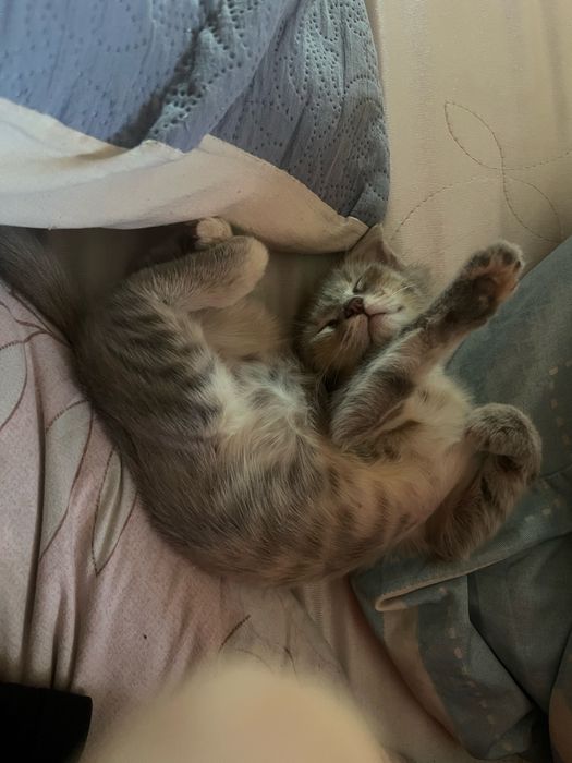 Котята бесплатно