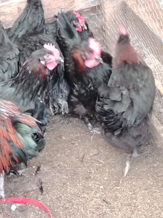 Разплодни яйца Маран