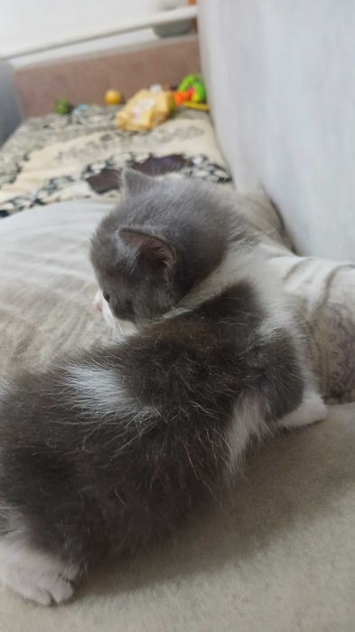 Отдам котят в добрые руки