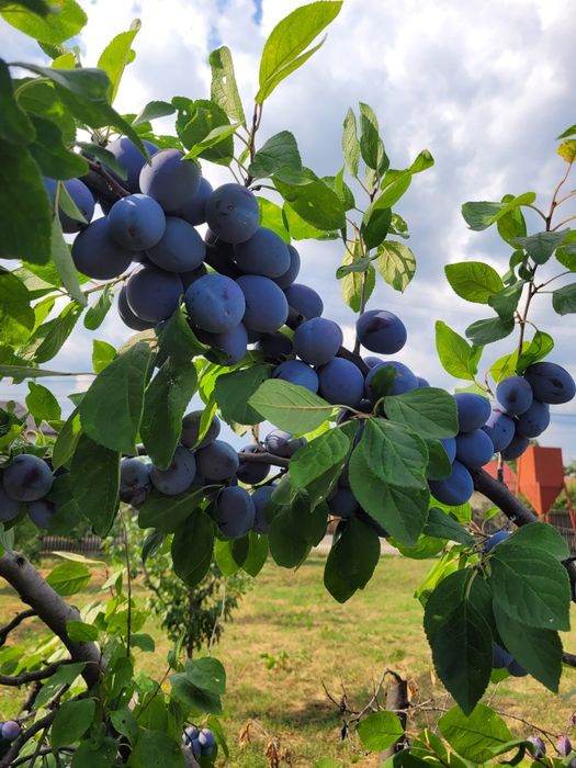 Vand prune centenar de gem si tuica