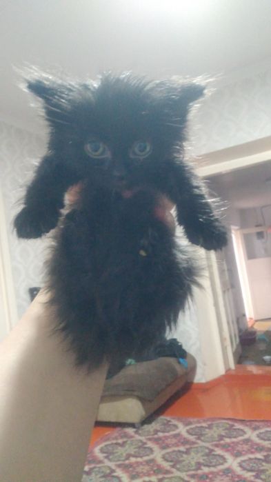 Отдам котят в добрые руки