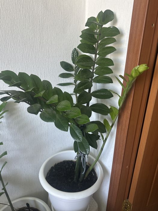 Отростки доллорового дерева