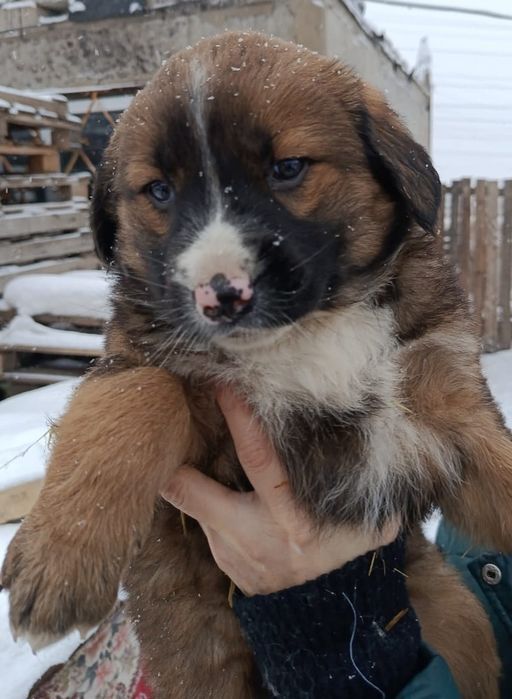 Ищем надежного хозяина для щенка