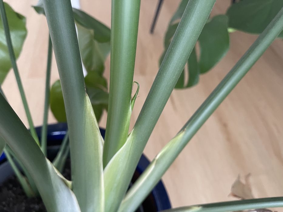 Strelizia Nicolai 140 cm - două plante, ghiveci decorativ inclus