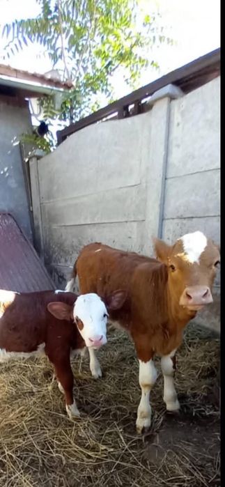 Vând o vițea bună cu stea în frunte