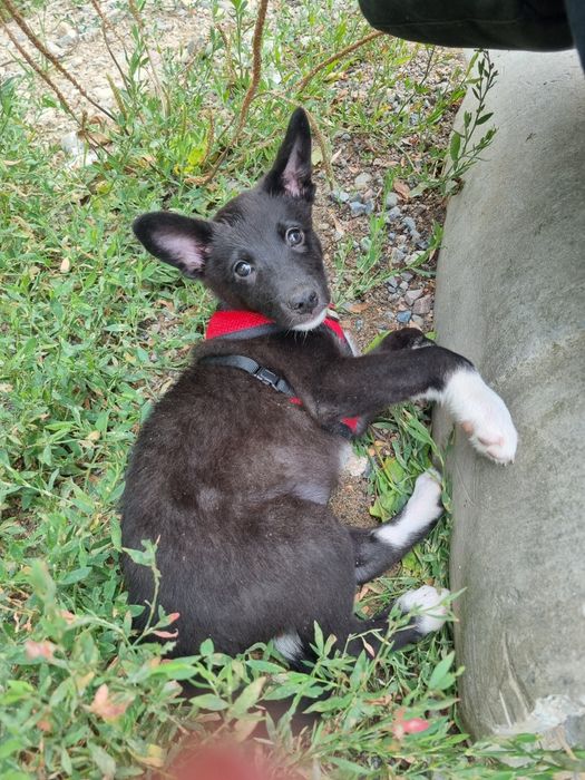 Идеальный пёс ищет семью