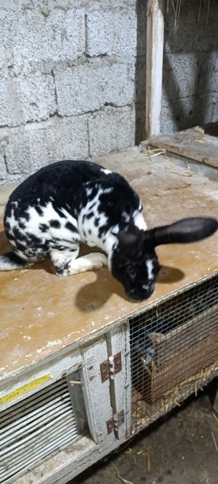 Zottor rex quyonlar sotiladi