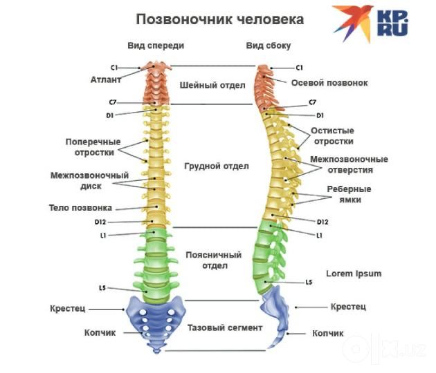 Тренер лечеьной физкультуры