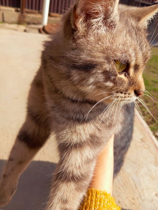 Отдам кошку в добрые руки