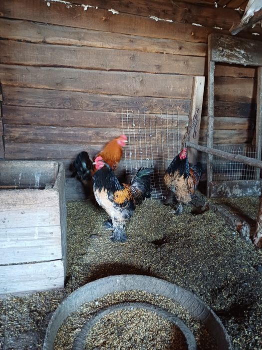 Продам яйцо инкубационное