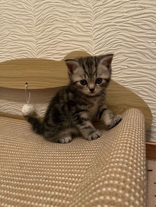 Котята британцы 1,5 месячные
