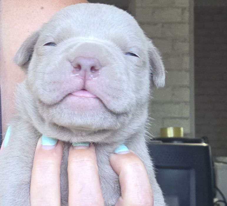 Продам щенков американский булли