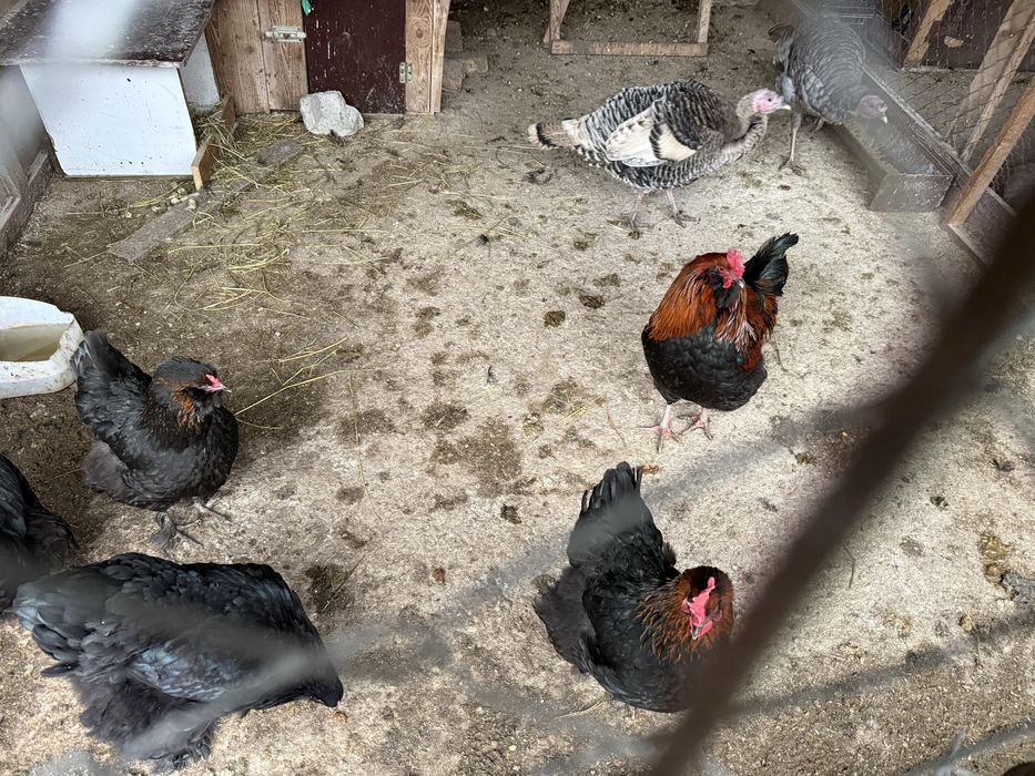 Oua incubat olive egger