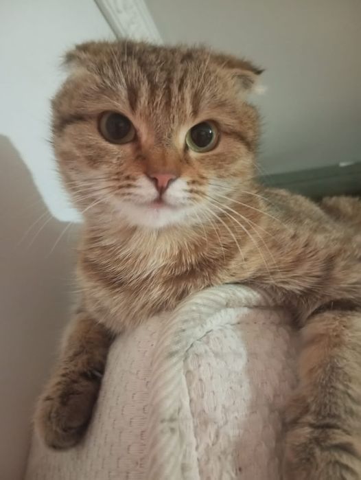 Продам вислоухих котят