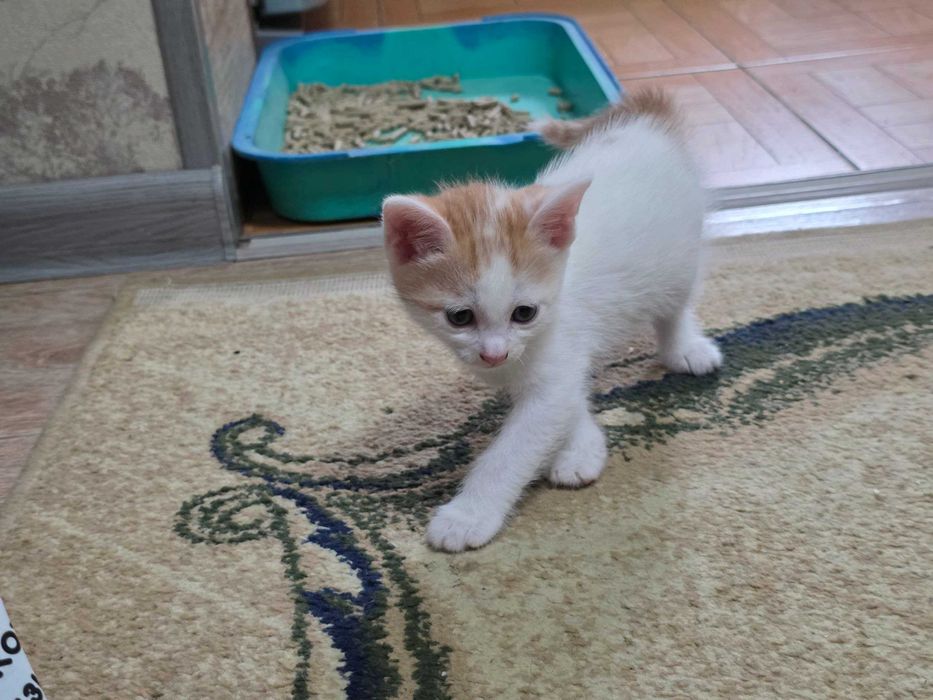 Котята красивые чистые