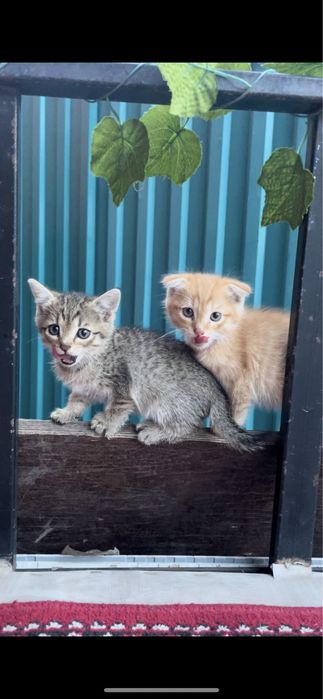 Котята маленькие совсем