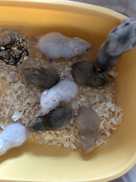 Сирийские хомяки