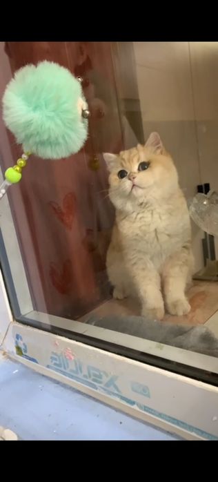 Мушук срочно сотилади