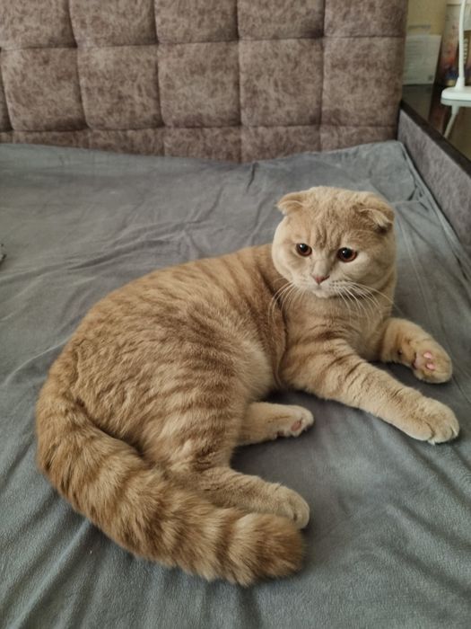 Продается Scottish fold мальчик