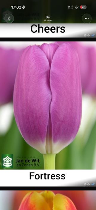 Тюльпаны оптом.