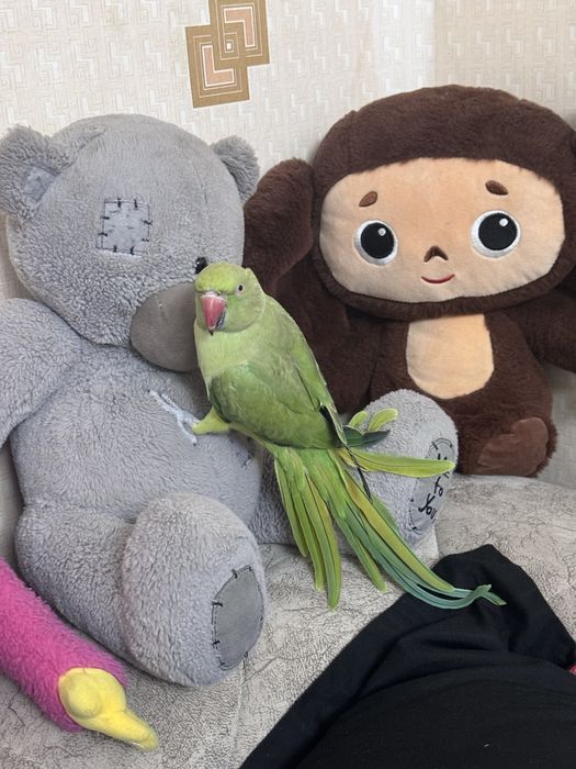 Продам молодого попугая Ожереловый