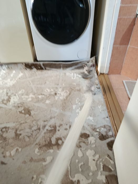 Котенок Донской Сфинкс браш