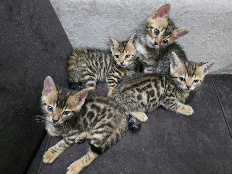 Бенгальские котята