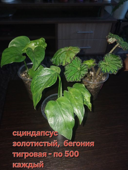 Продажа цветов, в наличии