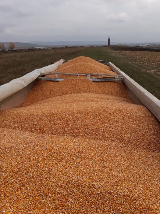 Porumb boabe - 1 leu/ kg