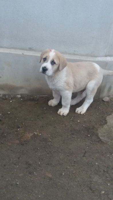 Catei ciobanesc de asia centrala!