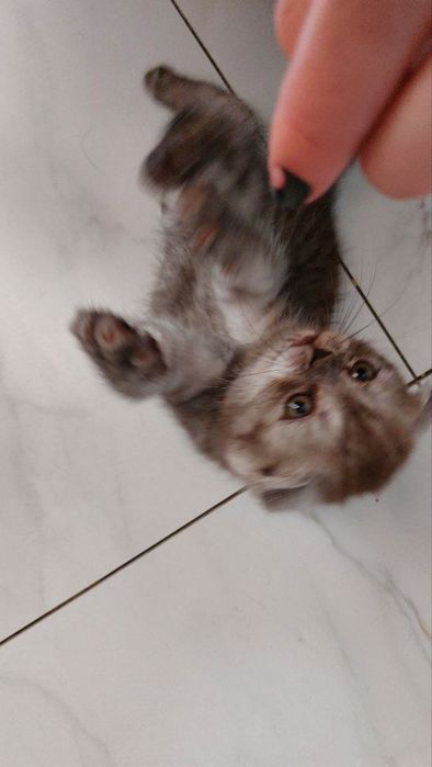 OTasi British onasi Hayland stret bu bolachasi 3 yarim oylik