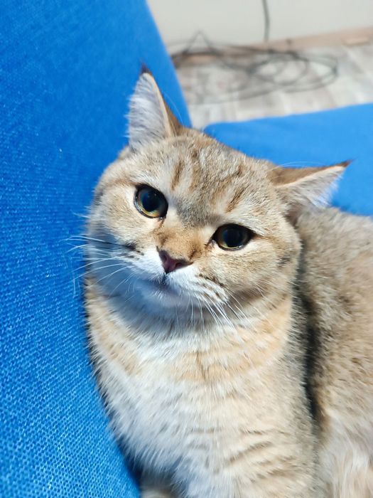 Мушук Шатланский золотой шингшила