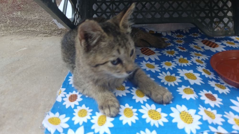 Домашний котенок