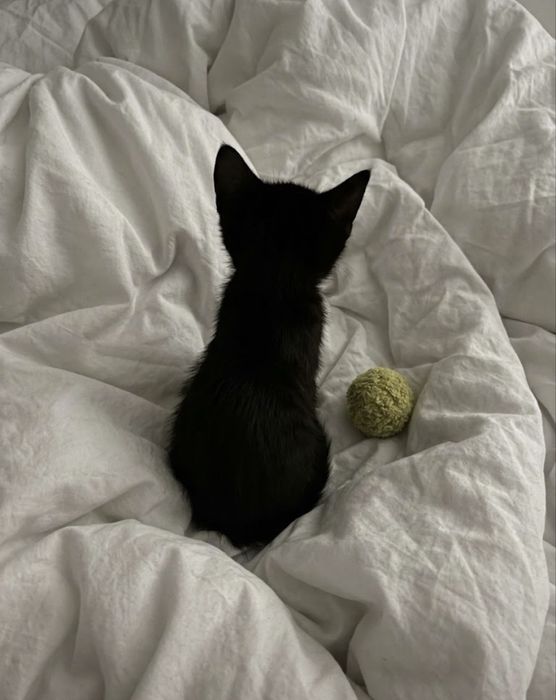 отдаю двух котят даром