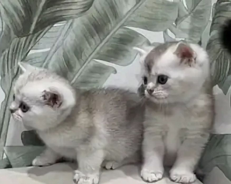 Продам котят шиншиллы