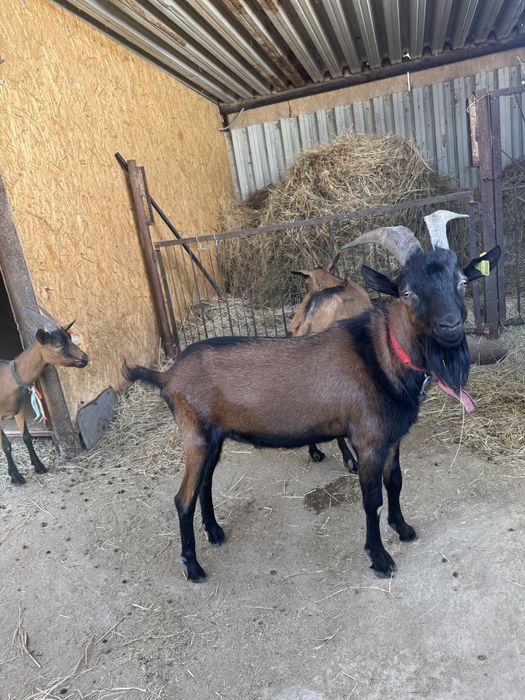 Альпи чех  теке.