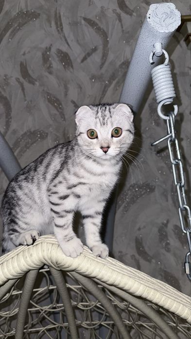 Scottish Fold Scottish Fold