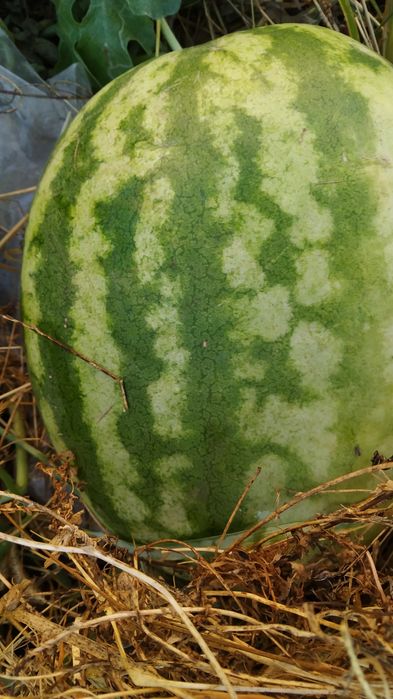 Parnik va Gul oʻstirish uchun Biogomus (bu  Chirindi,Qora tuproq)