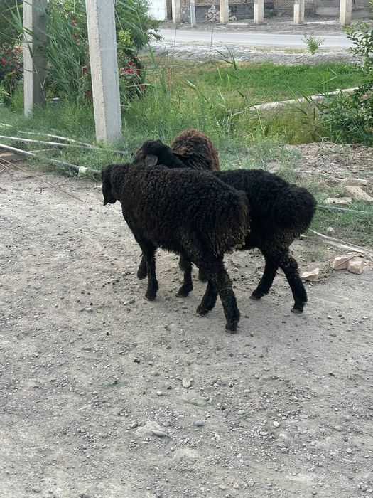 Uyda yaxshi boqilgan zotdor qo'ylar tezda  sotiladi.