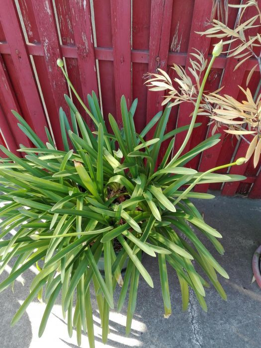 Crin african, Agapanthus (Lily of the Nile)