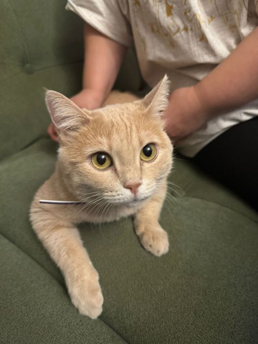 Зоогостиница, передержка кошек, котоотель