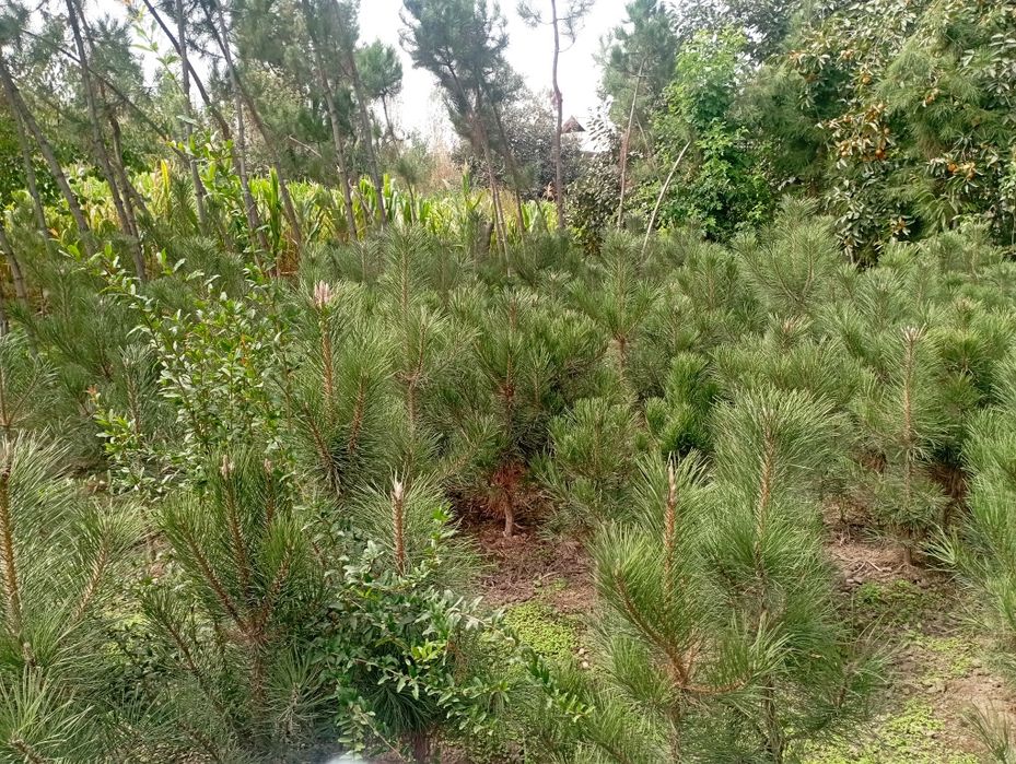 Qirim archa sotiladi