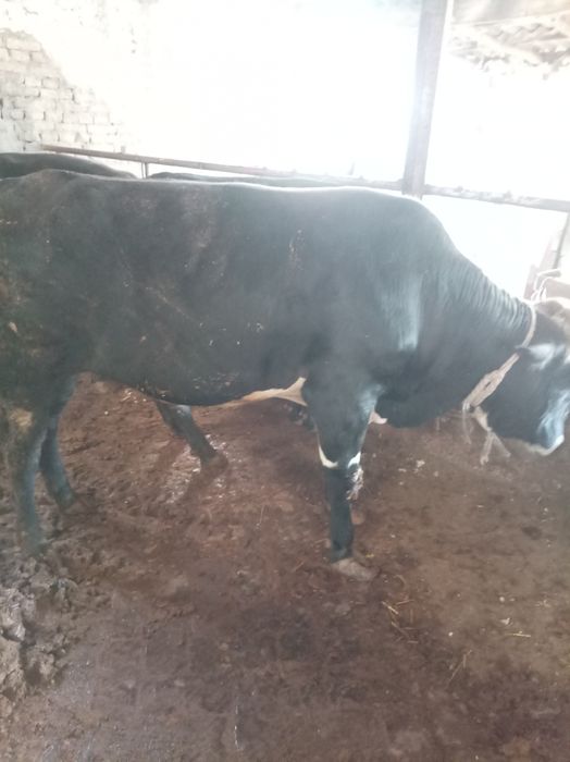 Qurbonlik Buqalar sotildi   puli arzon